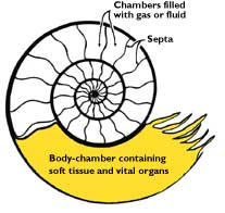 Simplified cross-section through a 'living' ammonite