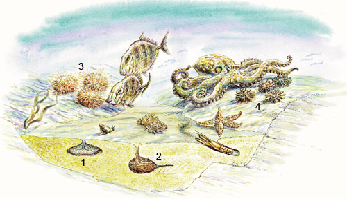 Echinods and their enemies: a seascape showing the kinds of environments inhabited by modern and fossil echinoids