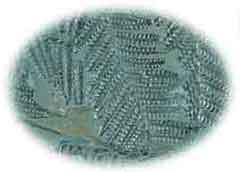 Pecopteris, a fern from the Carboniferous