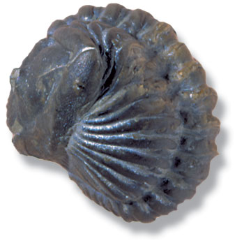 Specimen of Calymene from the Silurian Period