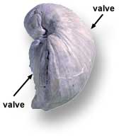 Volviceramus involutus has two very differntly shaped valves