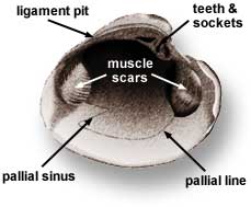 Anatomy of a bivalve shell