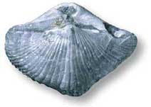 Spirifer (Carboniferous)