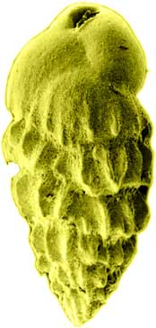 Bulimina (buliminid) (Palaeogene)