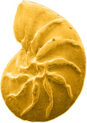 Lenticulina (nodosariid) (late Jurassic)