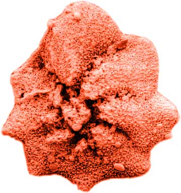 Pararotalia (rotaliid) (Neogene)