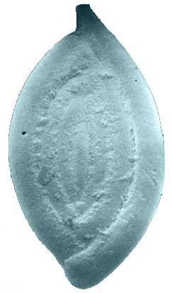 Spiroloculina (miliolid) (Palaeogene)