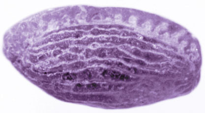 Triticites (fusulinid) (Permian)