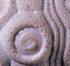 Echinoid