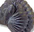 Trilobite