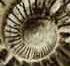 Ammonite