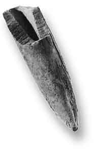 Belemnite