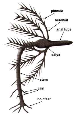 Anatomy and feeding psoition of a stemmed crinoid