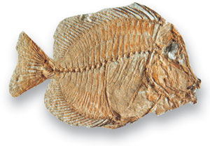 Naso, a type of bony fish that lived during the Palaeogene