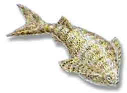 The jawless fish Loganellia