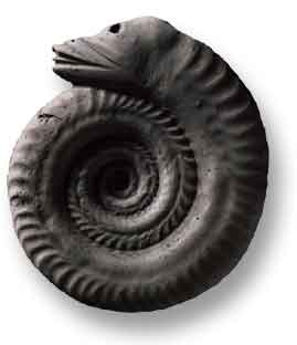 Hildoceras, a snakestone