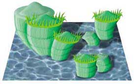 Reconstruction of an Late Cretaceous rudist bivalve colony