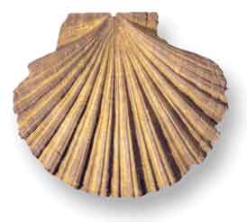 Pecten (Eocene to Recent)