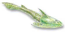 Cephalaspis
