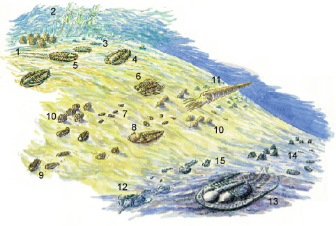 Lifestyle of trilobites: showing trilobites from different periods 